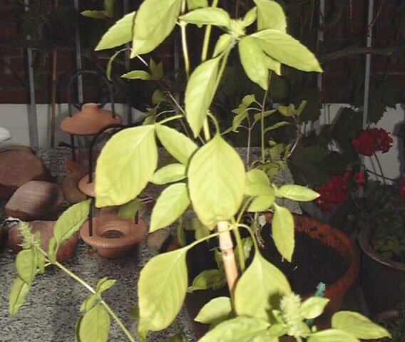Ocimum americanum