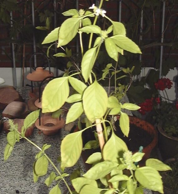 hairy basil (Ocimum americanum) – plant photo