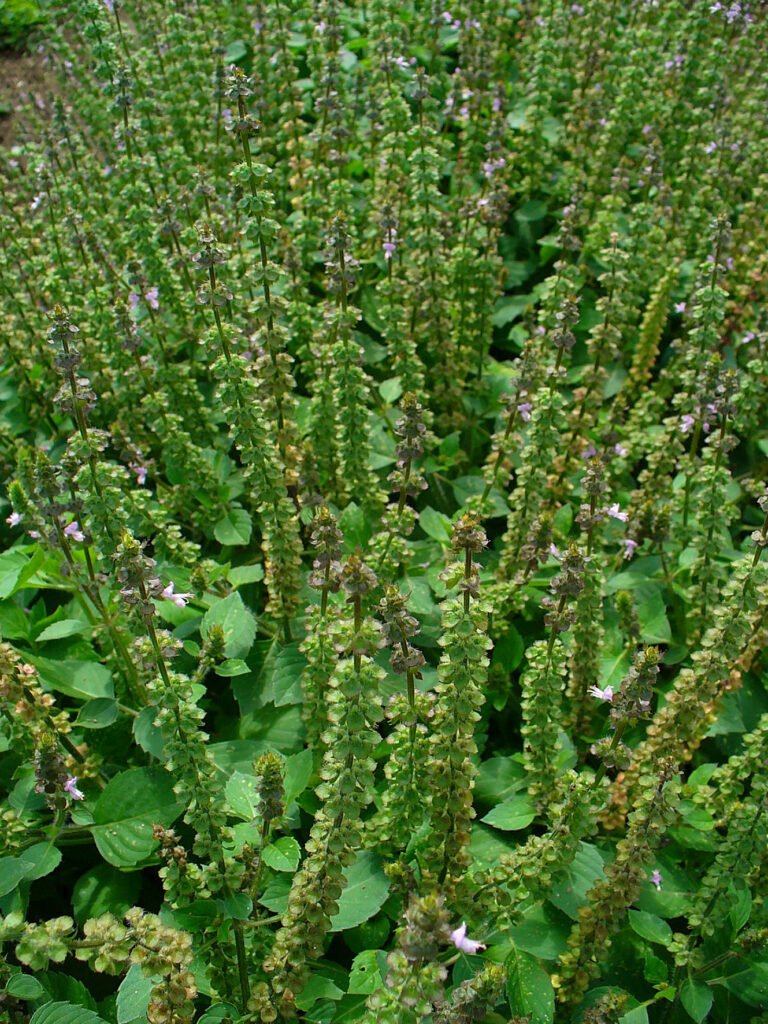hairy basil (Ocimum americanum) – characteristic appearance, plant photo