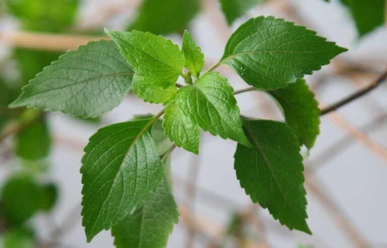 hairy basil (Ocimum americanum) – characteristic appearance, plant photo