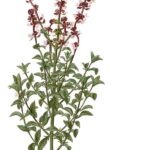 Basil (Ocimum basilicum) – characteristic appearance, plant photo
