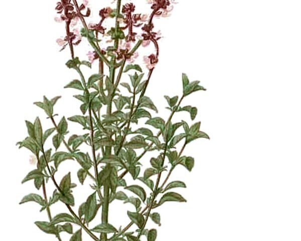 Ocimum basilicum
