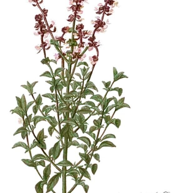 Basilikum (Ocimum basilicum) – Pflanzenfoto