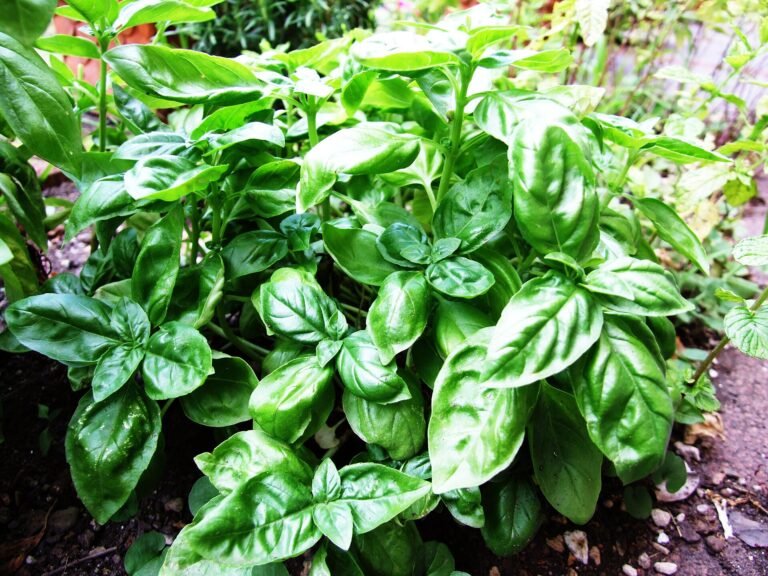 Basil (Ocimum basilicum) – characteristic appearance, plant photo