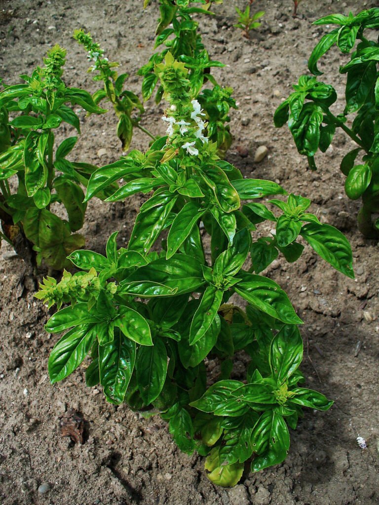 Basilikum (Ocimum basilicum) – typisches Erscheinungsbild, Pflanzenfoto