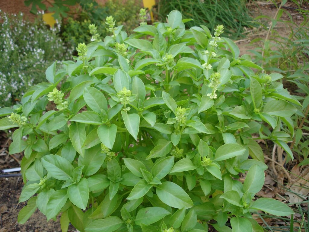 Basilikum (Ocimum basilicum) – typisches Erscheinungsbild, Pflanzenfoto