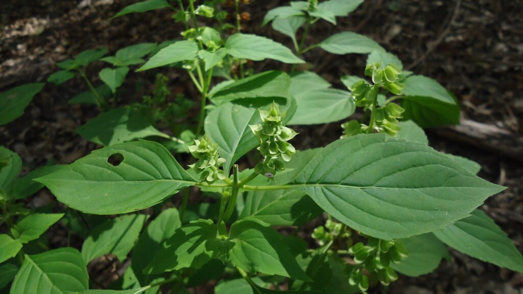 Ocimum campechianum – Pflanzenfoto