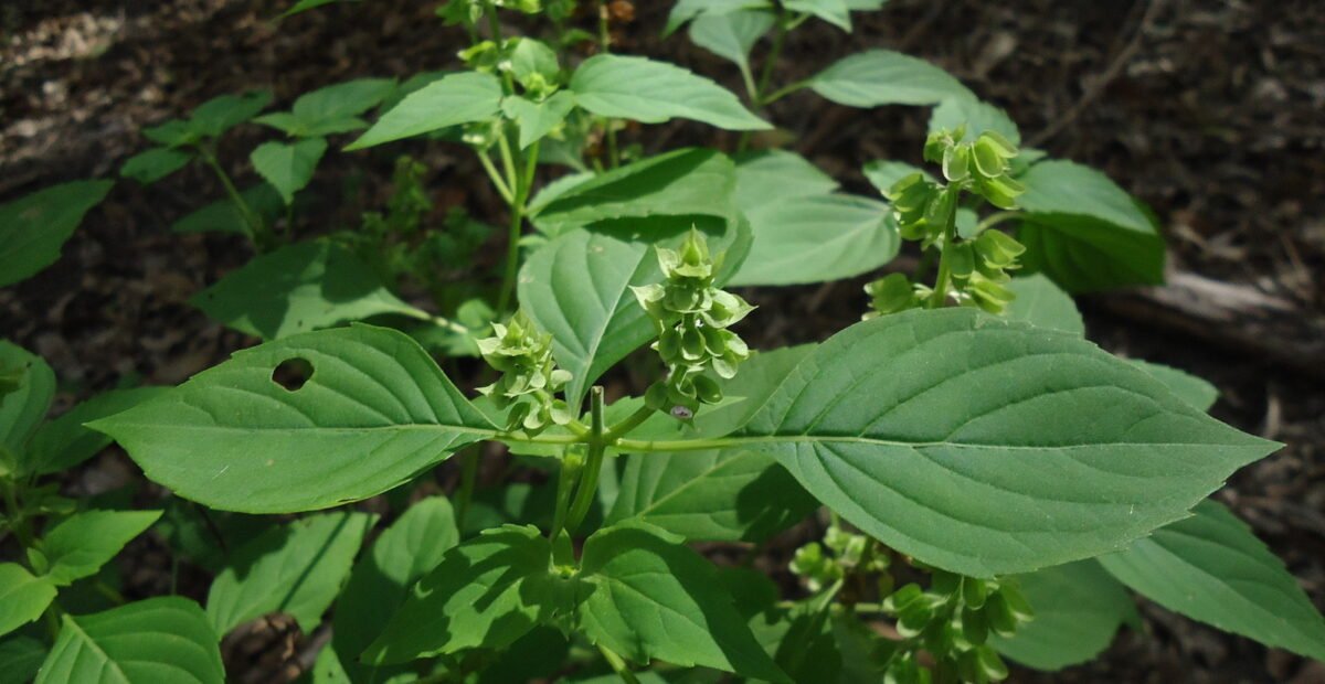 Ocimum campechianum – Pflanzenfoto