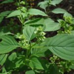 Xkakaltun (Ocimum campechianum) – characteristic appearance, plant photo