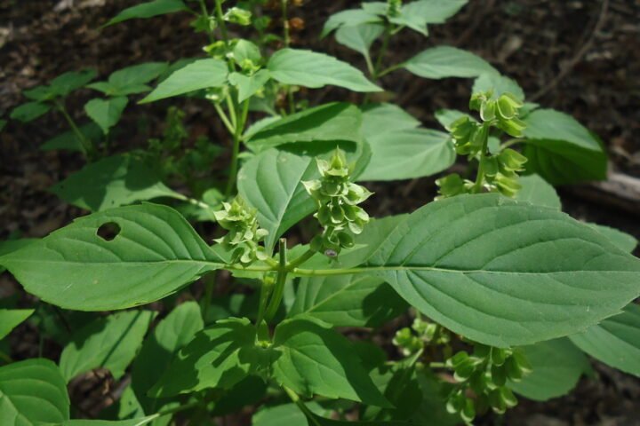Ocimum campechianum