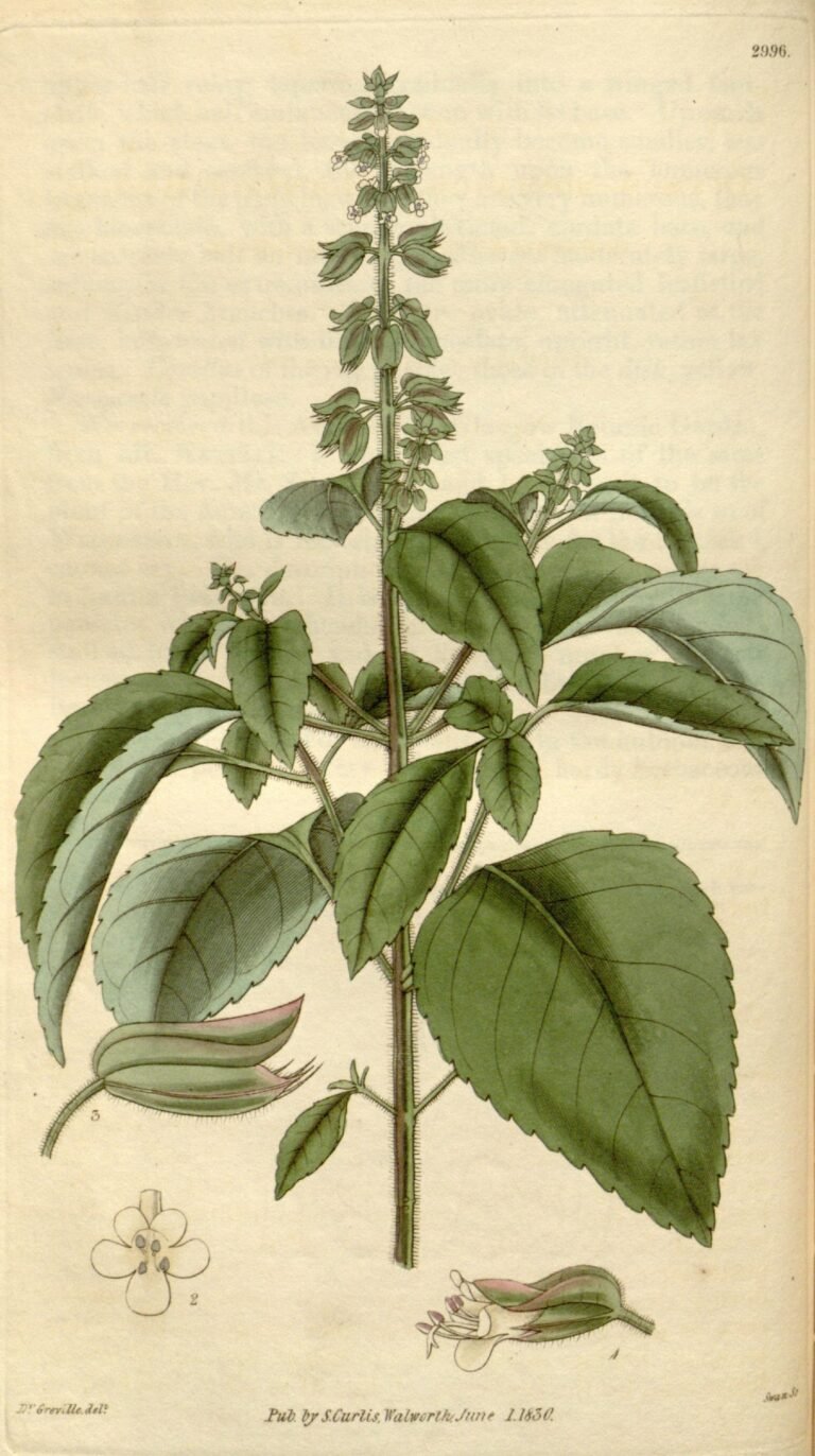 Xkakaltun (Ocimum campechianum) – leaves and shoots, plant photo