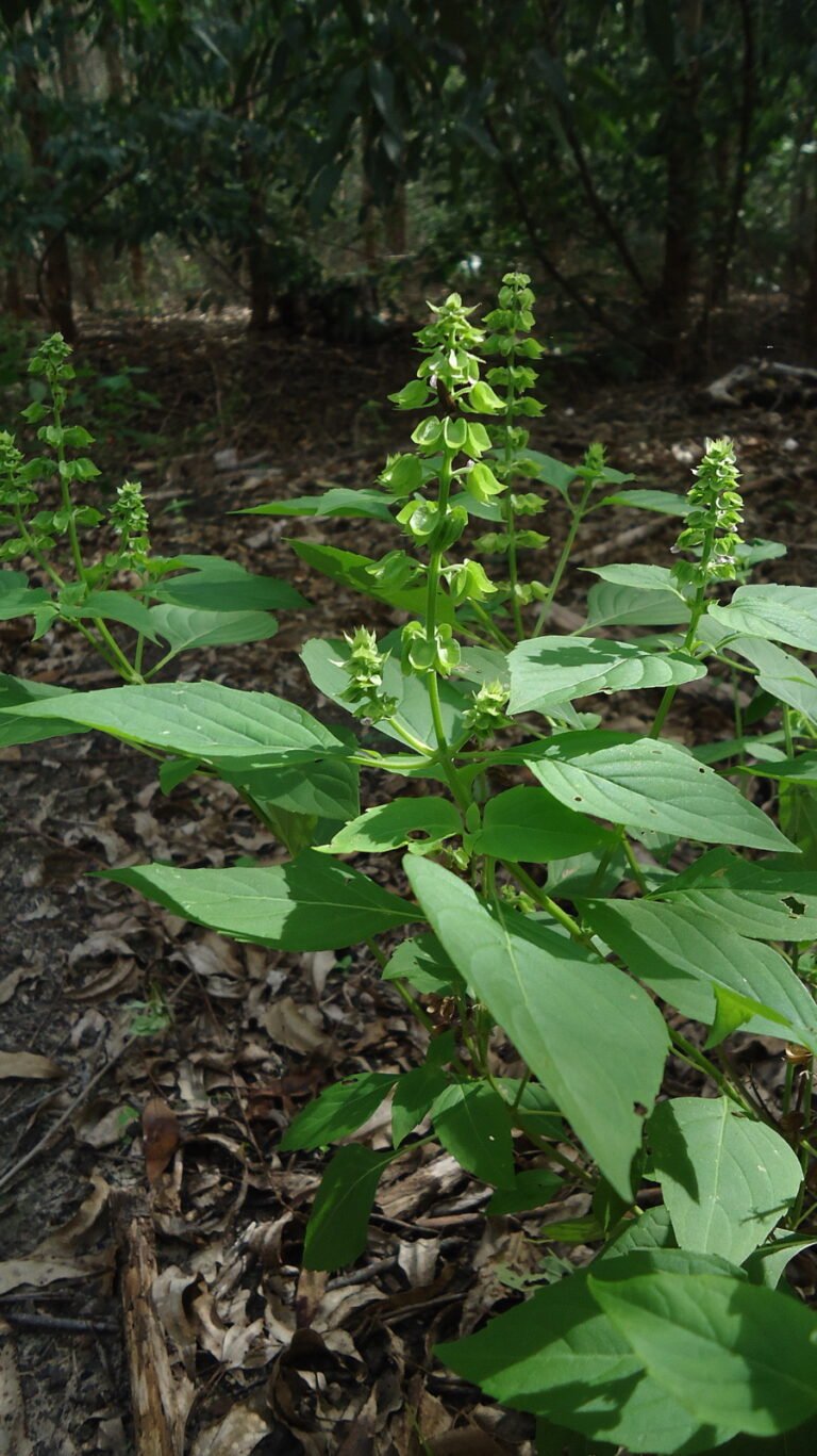Xkakaltun (Ocimum campechianum) – characteristic appearance, plant photo