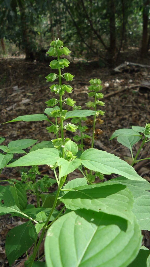 Ocimum campechianum – (Ocimum campechianum) – typisches Erscheinungsbild, Pflanzenfoto