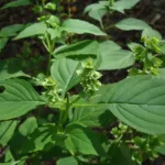 Ocimum campechianum – pestovanie a starostlivosť (Ocimum campechianum) – fotografia rastliny