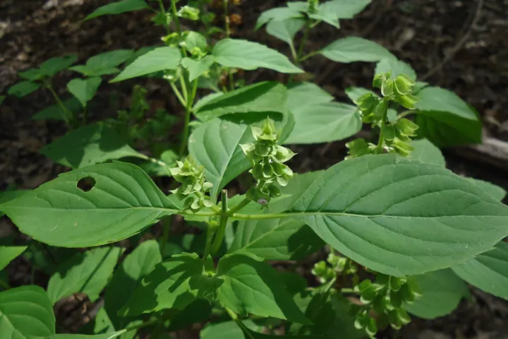Ocimum campechianum