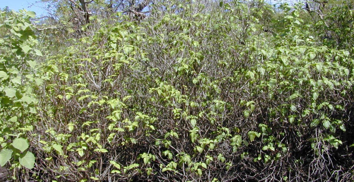 bazalka príjemná (Ocimum gratissimum) – fotografia rastliny