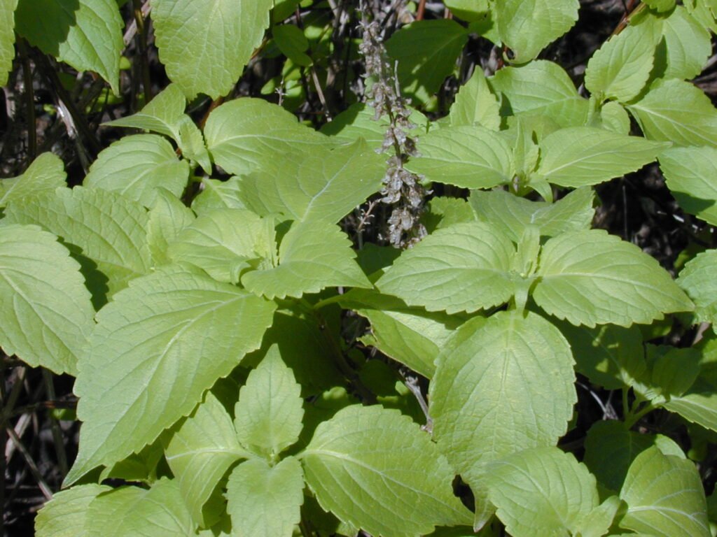 bazalka príjemná (Ocimum gratissimum) – listy a výhonky, fotografia rastliny