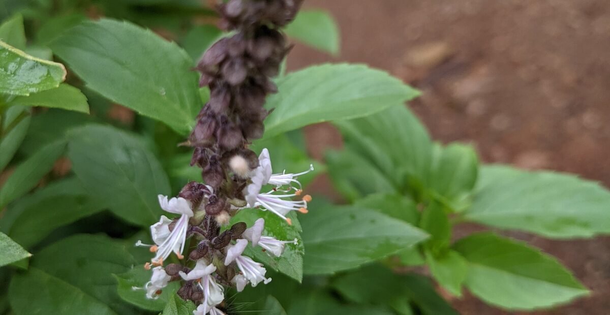 camphor basil (Ocimum kilimandscharicum) – plant photo
