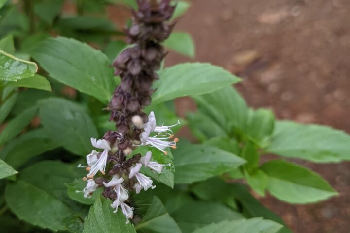 Ocimum kilimandscharicum