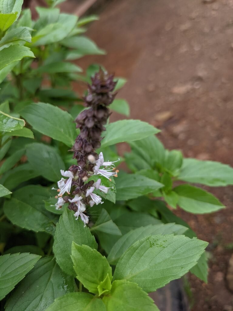 camphor basil (Ocimum kilimandscharicum) – plant photo
