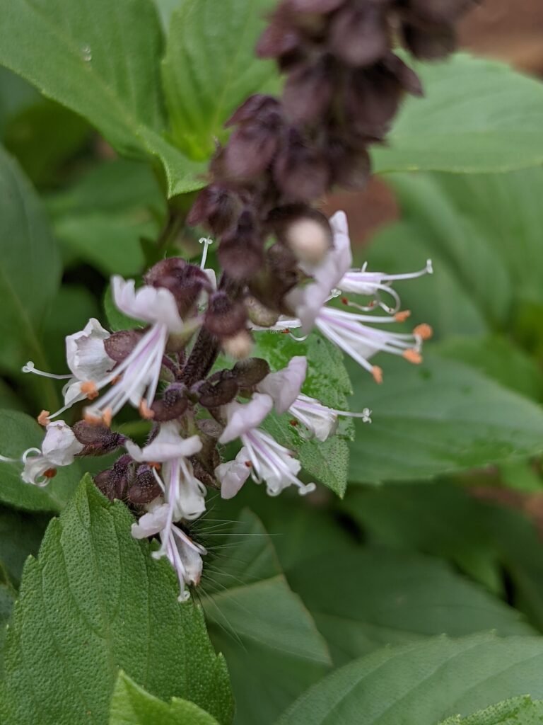 camphor basil (Ocimum kilimandscharicum) – characteristic appearance, plant photo
