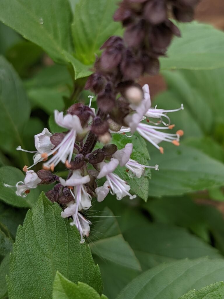 camphor basil (Ocimum kilimandscharicum) – characteristic appearance, plant photo