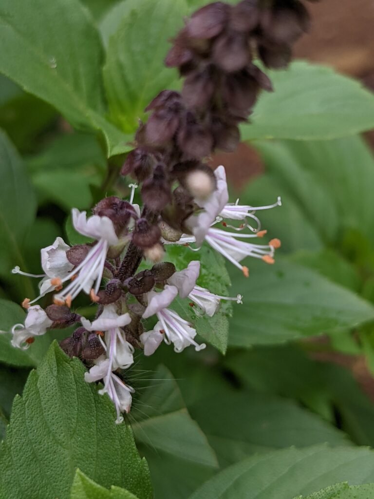 camphor basil (Ocimum kilimandscharicum) – characteristic appearance, plant photo