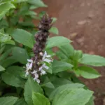 Ocimum kilimandscharicum – (Ocimum kilimandscharicum) – Pflanzenfoto
