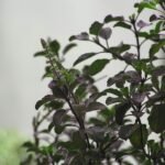 Holy Basil (Ocimum tenuiflorum) – characteristic appearance, plant photo