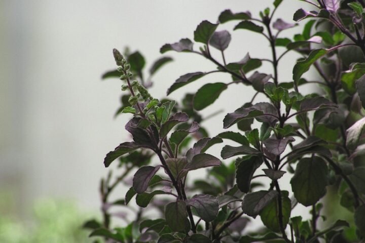 Ocimum tenuiflorum
