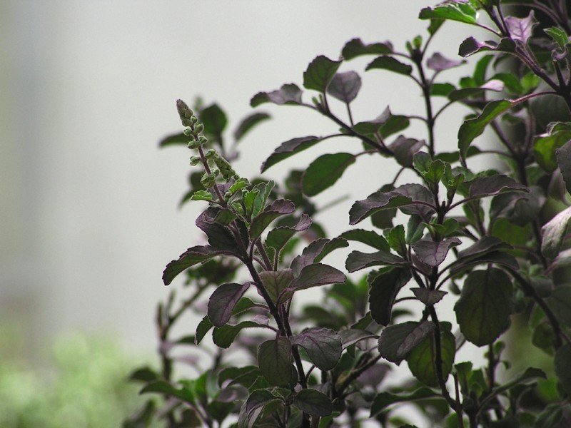 indisches Basilikum (Ocimum tenuiflorum) – Pflanzenfoto