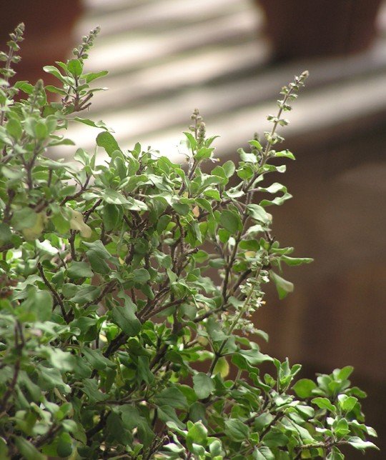 indisches Basilikum (Ocimum tenuiflorum) – typisches Erscheinungsbild, Pflanzenfoto