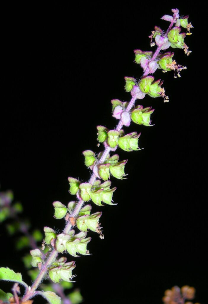 indisches Basilikum (Ocimum tenuiflorum) – Blüten in Nahaufnahme, Pflanzenfoto