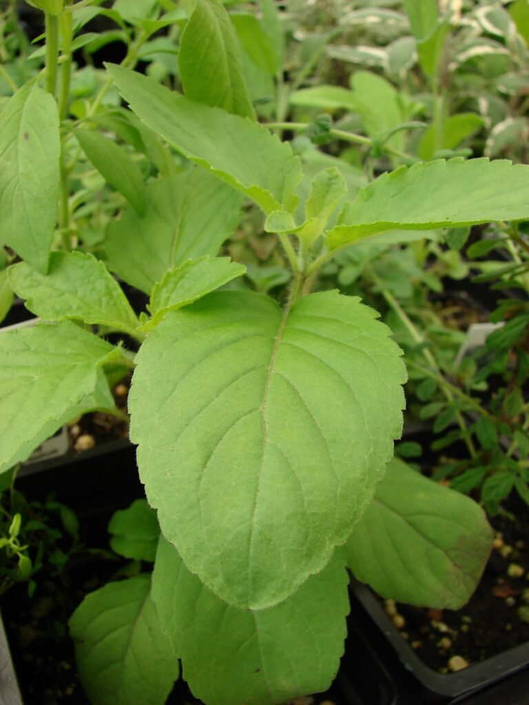 indisches Basilikum (Ocimum tenuiflorum) – natürliche Wuchsform, Pflanzenfoto