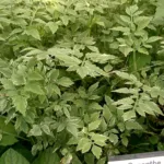 Water-celery (Oenanthe javanica) – plant photo