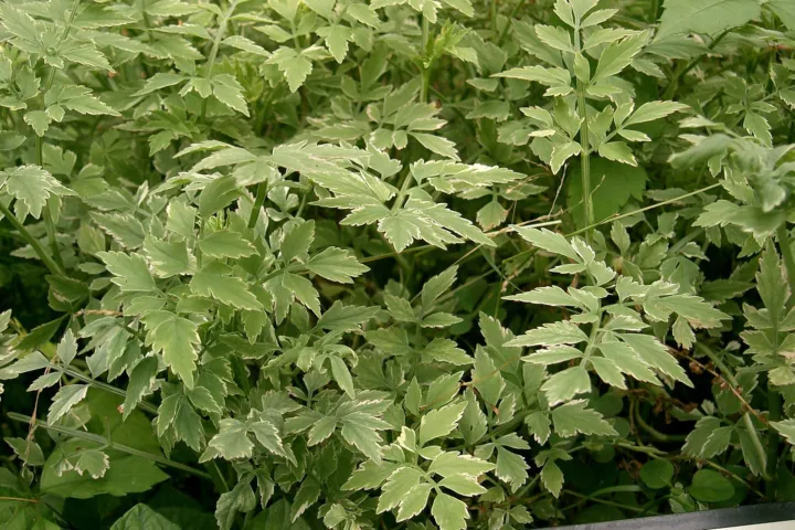 Oenanthe javanica