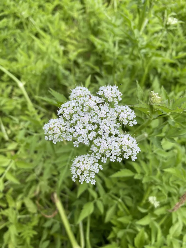 halucha jávska (Oenanthe javanica) – typický vzhľad, fotografia rastliny