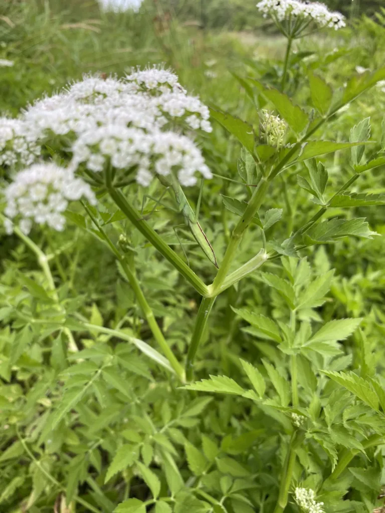 halucha jávska (Oenanthe javanica) – typický vzhľad, fotografia rastliny