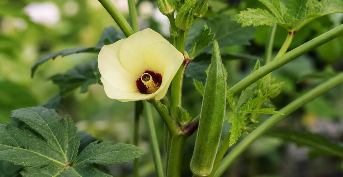 Okra (Abelmoschus esculentus) – Pflanzenfoto