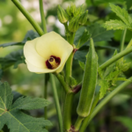 Okra (Abelmoschus esculentus) – Pflanzenfoto