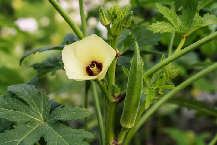 Abelmoschus esculentus