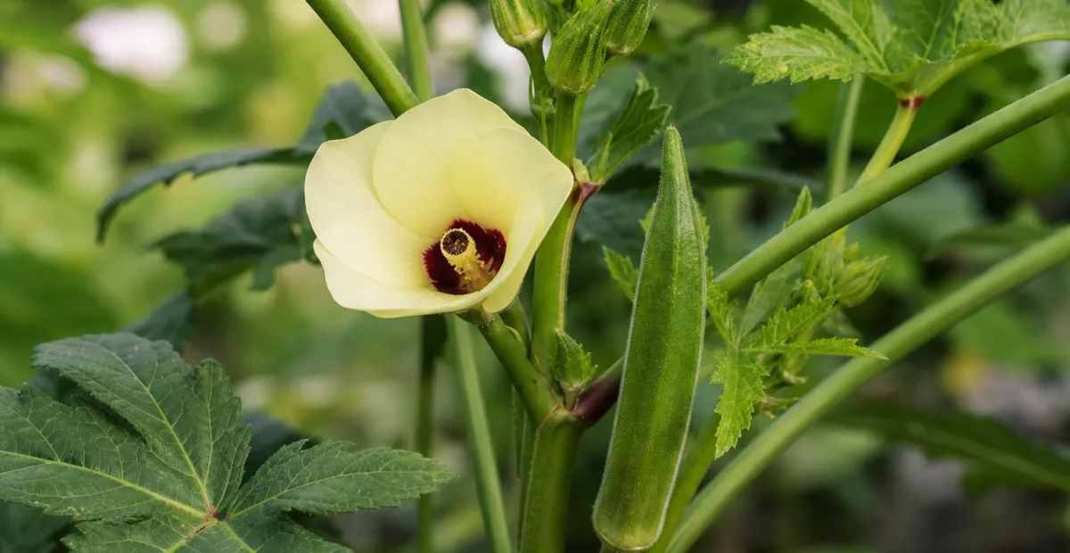 Okra (Abelmoschus esculentus) – plant photo
