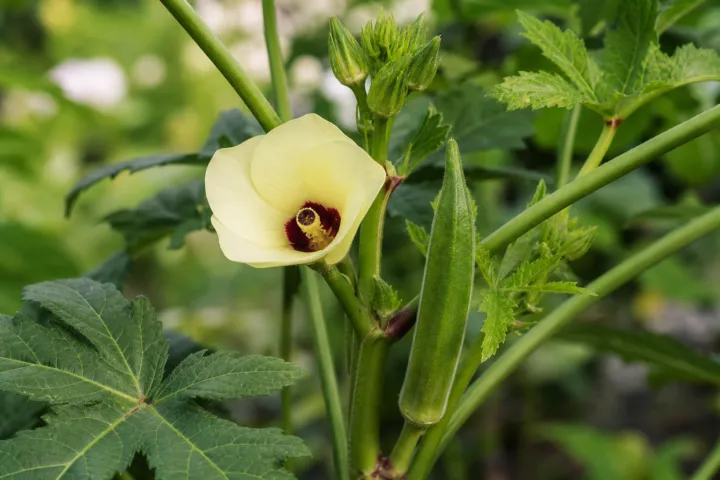 Abelmoschus esculentus