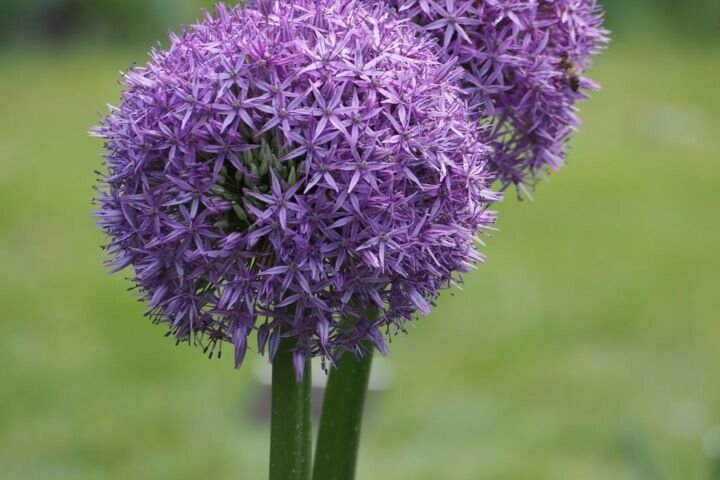 Allium 'Gladiator'