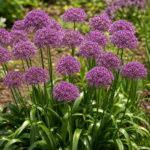 Okrasný cesnak 'Millenium' (Allium 'Millenium') – fotografia rastliny