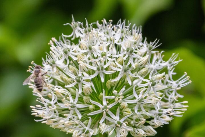 Allium 'Mount Everest'
