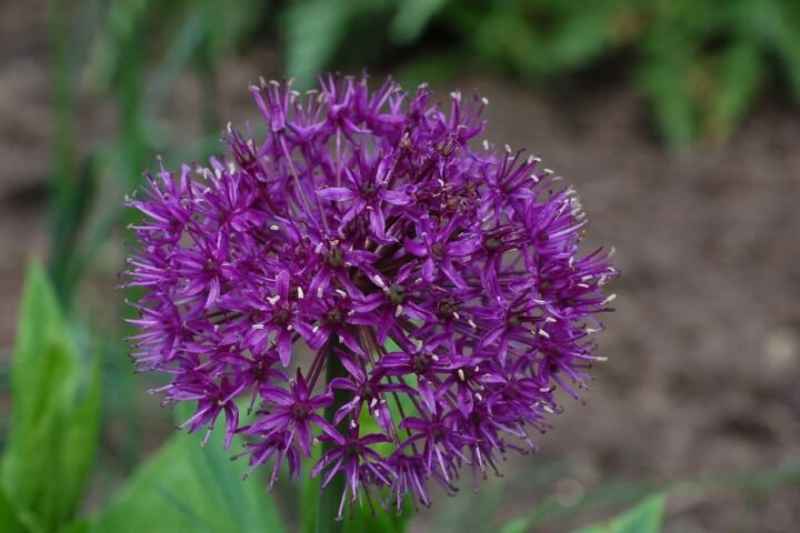 Allium 'Purple Sensation'