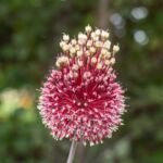 okrasný cesnak 'Red Mohican' (Allium 'Red Mohican') – fotografia rastliny