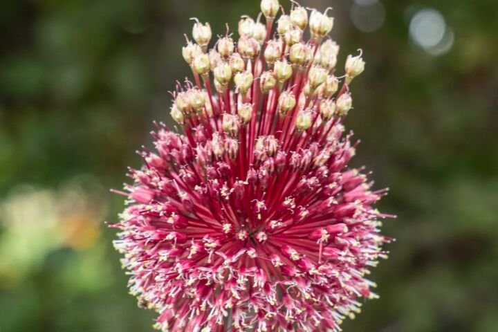 Allium 'Red Mohican'