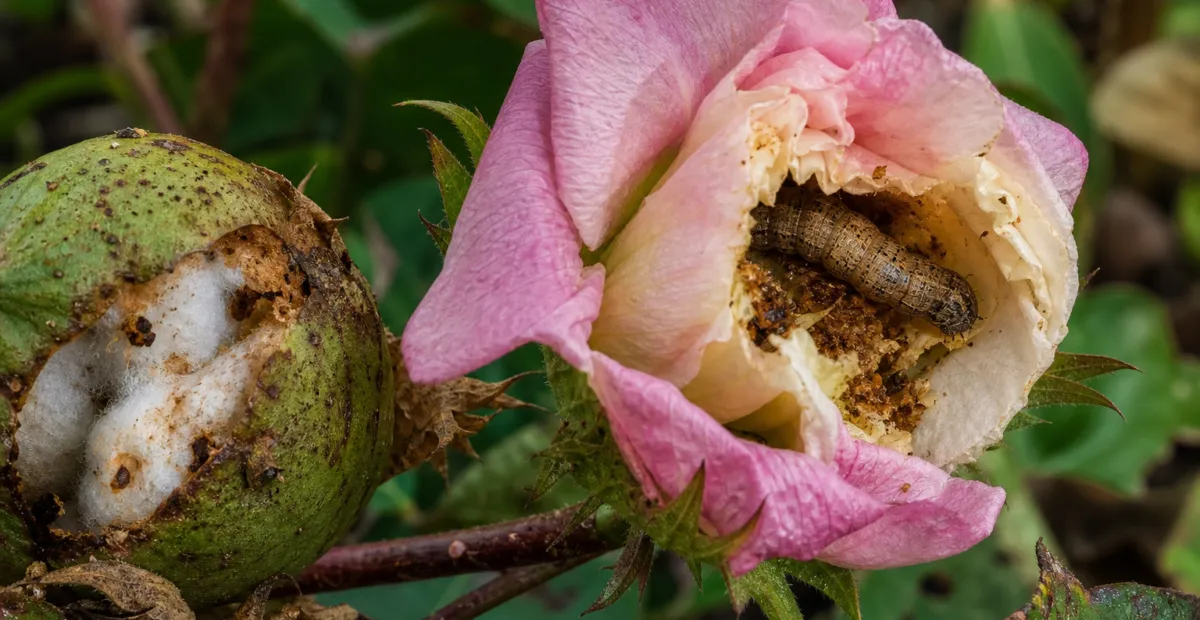 Old World Bollworm